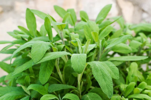 Salie in de tuin — Stockfoto