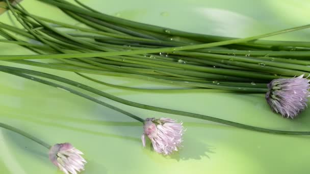 Chives in the garden — Stock Video