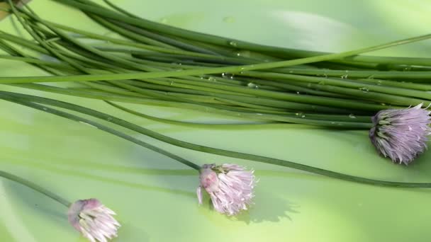 Ciboulette dans le jardin — Video