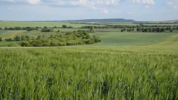 Paisaje de verano con campo de cebada en el viento — Vídeos de Stock