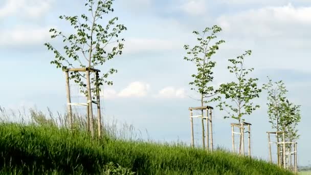 Kleine bomen in de wind — Stockvideo