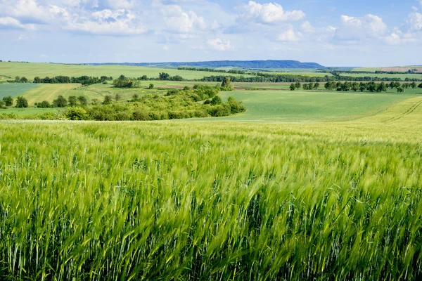 Summer landscape with barley field — Stock Photo, Image