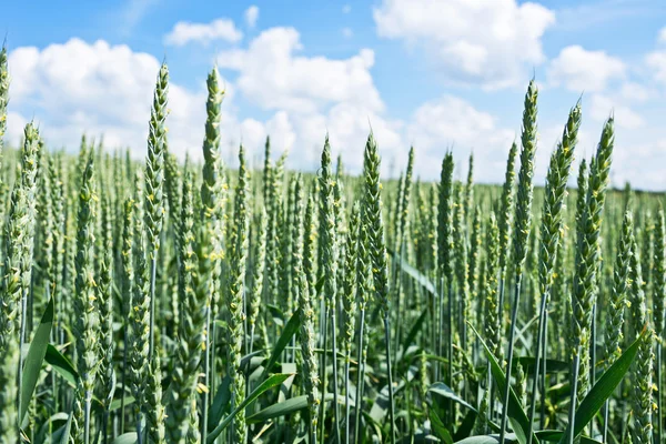 Detalj av vete fält — Stockfoto