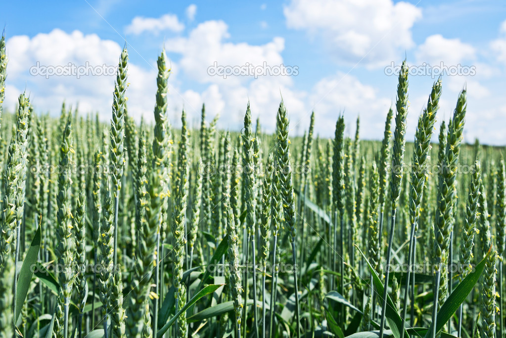 Detail of wheat field
