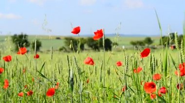 Ayrıntı alanı poppy ile çayır