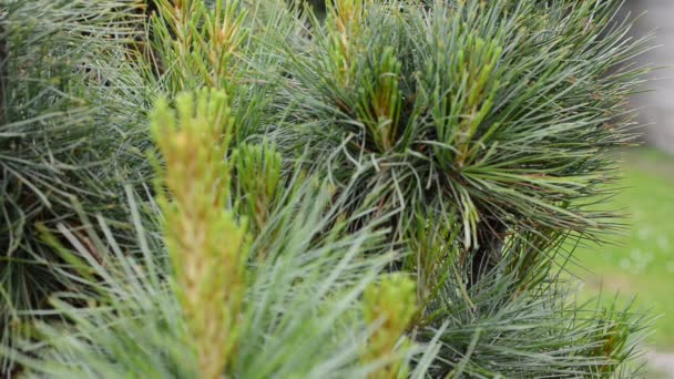 Detail of pine tree — Stock Video
