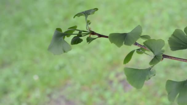 Маленькое дерево гинкго — стоковое видео