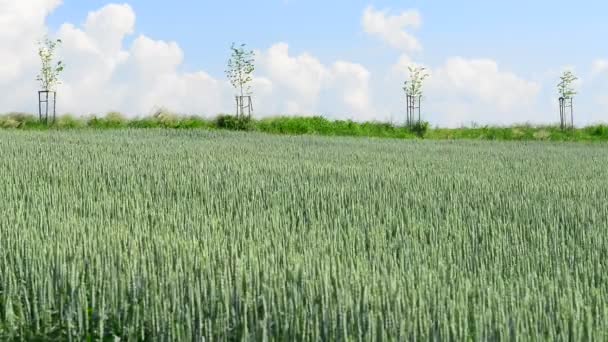 Paisagem com campo de trigo — Vídeo de Stock