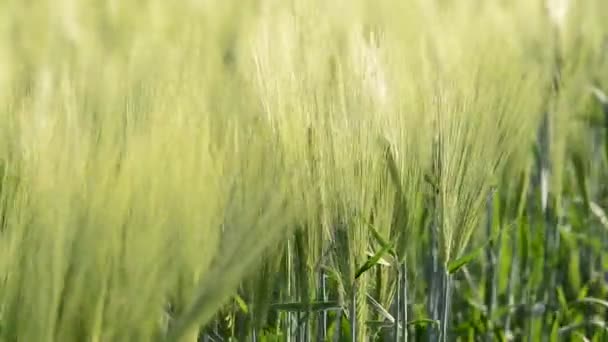 大麦的细节 — 图库视频影像