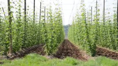 Haziran ayında hop Bahçe