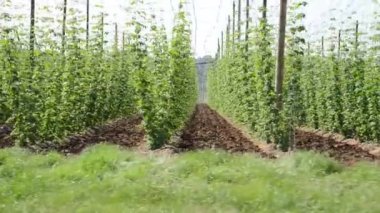 Haziran ayında hop Bahçe