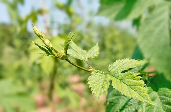 Detail of hops — Stock Photo, Image