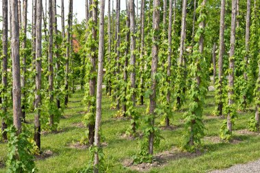 geleneksel atlama alanı