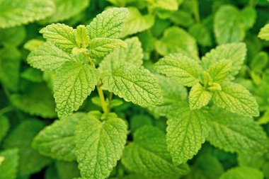 Limon merhemi