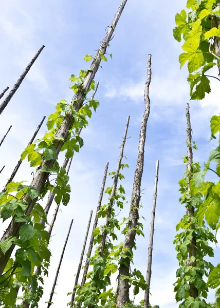 Traditioneller Hopfengarten — Stockfoto