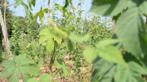 Hop garden in vegetation — Stock Video