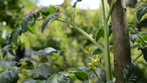 Выращивание помидоров в огороде — стоковое видео