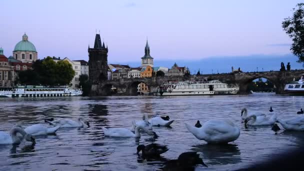 Kuğular alacakaranlıkta Prag'da vltava Nehri üzerinde — Stok video