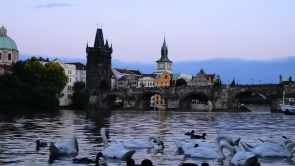 Kuğular alacakaranlıkta Prag'da vltava Nehri üzerinde — Stok video
