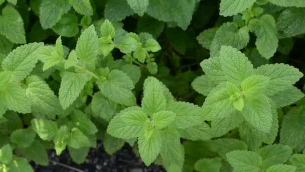 Bálsamo de limón en el jardín — Vídeos de Stock