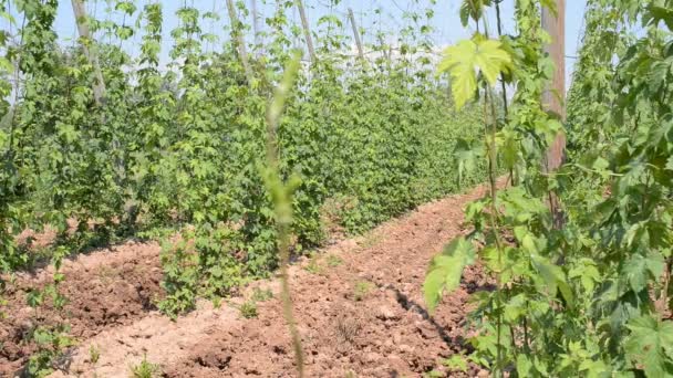 Hop garden in vegetation — Stock Video