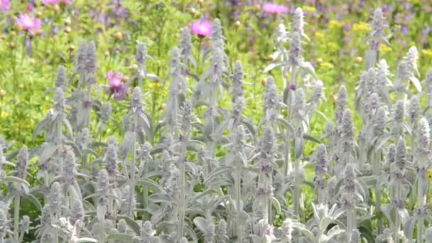 Plants of Lamb 's Ear in the garden — стоковое видео