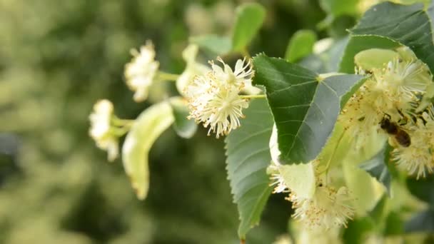 Flores de árvore de tília com abelha — Vídeo de Stock
