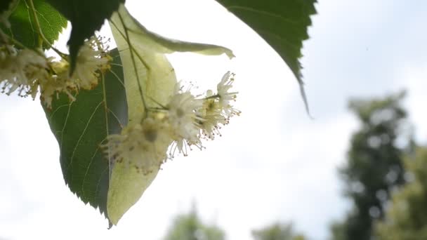 Dettaglio di fiori di tiglio con un ragno — Video Stock