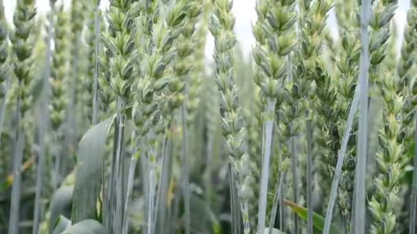 Detail Of Wheat — Stock Video