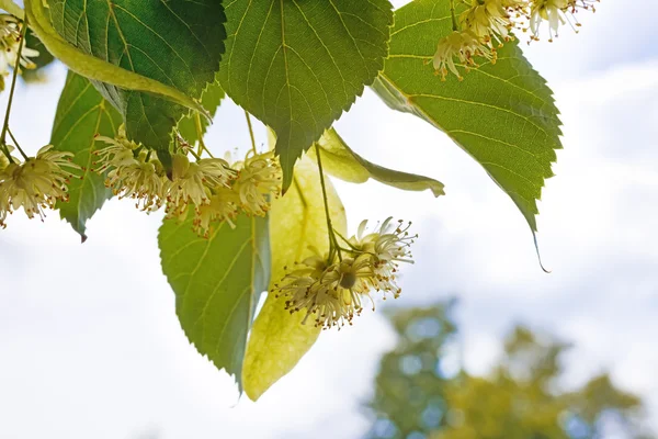 Detail Of Linden Blossoms — Stock Photo, Image