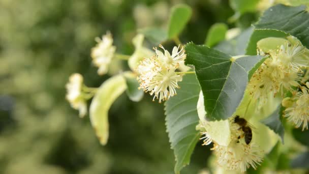 Flores de tilo con abeja — Vídeos de Stock