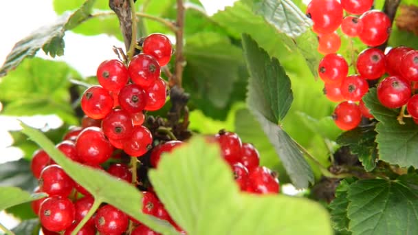 Detail of red currant — Stock Video