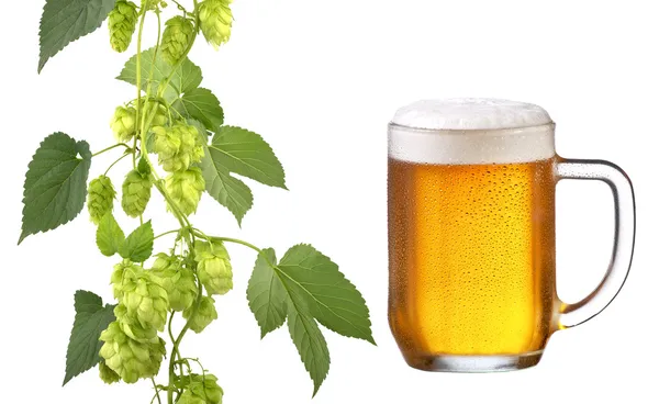 Bier und Hopfen — Stockfoto