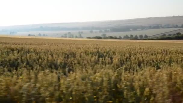 Пшеничное поле — стоковое видео