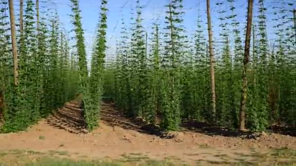 Drive aroun the hop garden — Stock Video