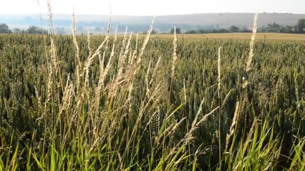 Campo de trigo — Vídeos de Stock