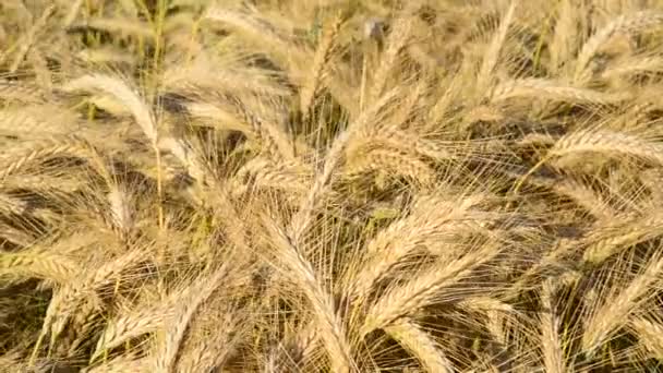 Rüzgarda savrulan buğday tarlasının detayları — Stok video