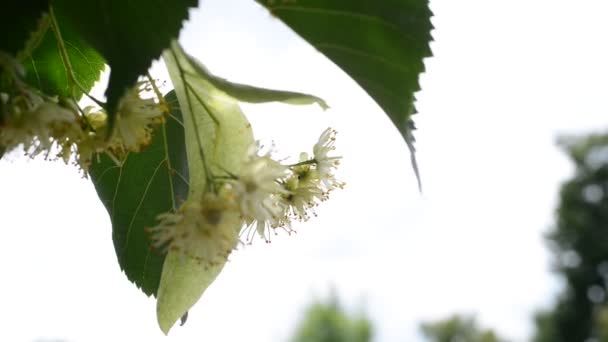 Detail Of Lime Tree Blossoms — Stock Video