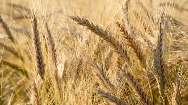 Detalj av vetefält i vinden — Stockvideo