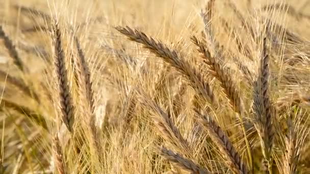 Detail des Weizenfeldes im Wind — Stockvideo