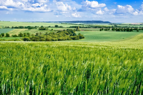 Barley Field — Stock Photo, Image