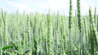 Ayrıntı alanının arpa