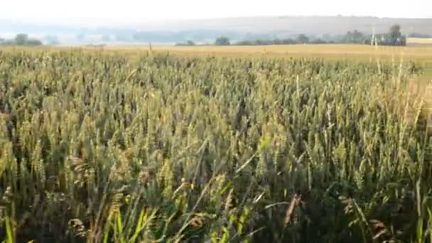 Campo di grano — Video Stock