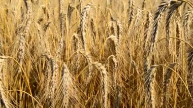 bir çiftçi buğday alanı olup olmadığını denetler.