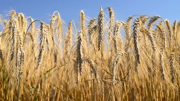 Detalle del campo de trigo — Vídeo de stock