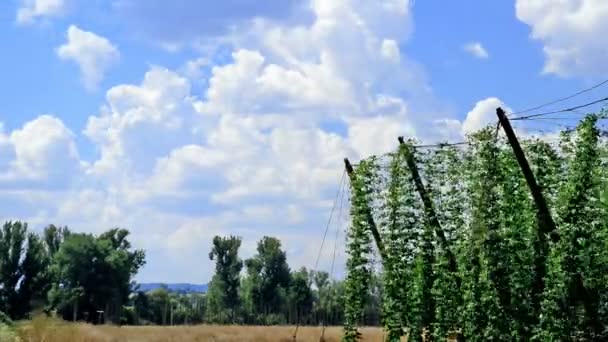 Пейзаж с небом и хмелевым садом — стоковое видео