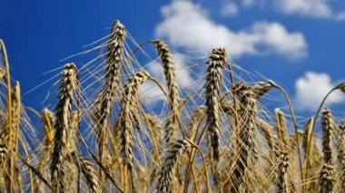 buğday alanı detay