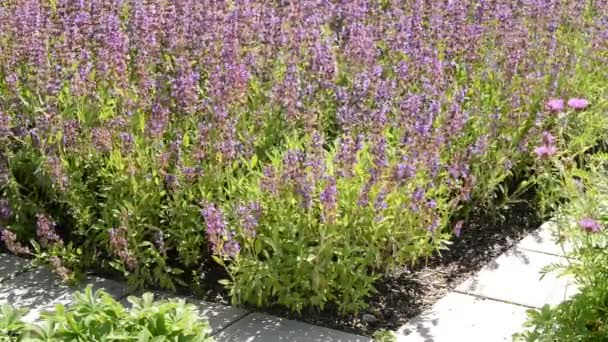 Salvia in de tuin — Stockvideo