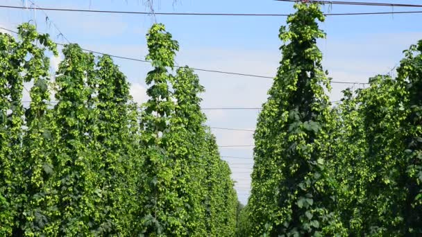 Hop-garden befor the harvest — Stock Video