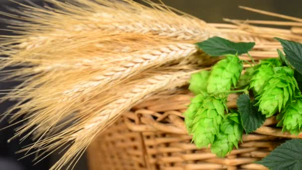Hops and barley malt in the basket — Stock Video